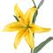 12 Pack: Yellow Casablanca Lily Stem by Ashland®